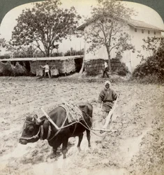 Aurataan tulvittua maata riisin istutusta varten Ujin päätien pohjoispuolella, lähellä Kiotona Japanissa, 1904.
