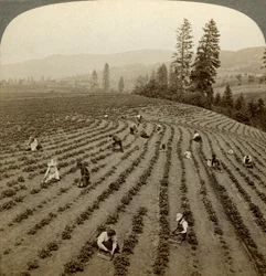 Mansikanpoiminta, Cedar Creek Farm, Hood River Valley, Oregon, USA.