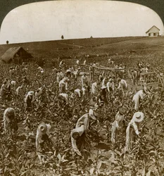 Tupakkakenttä, Montpeller, Jamaika, 1900.