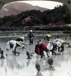 Riisin istutus riisipellolle, Japani, 1904.