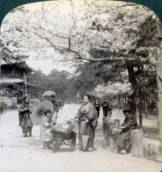 Kirsikankukkien alla katsoen koilliseen Shiba Parkin pääkadulla, Tokio, Japani, 1904