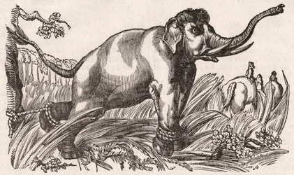 Elefantti vangittiin Savannassa, Afrikassa
