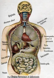 Anatomia: rinta- ja vatsaontelon elimet (suolisto, maksa, haima, keuhkot jne.) F.E. Bilzin teoksessa La nouvelle médication naturelle, 1898.