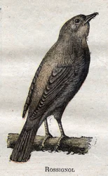 Maanviljelykselle hyödylliset linnut: Nightingale