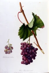 Mustat viinirypäleet. 1800-luvun kaiverrus.
