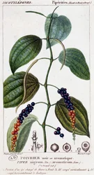 Musta- tai aromaattinen pippuriruoka - kasvitieteellinen lauta. 1800-luvulla.