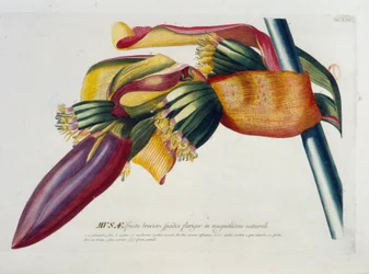 Kasvitieteellinen lauta: Banaanit, oksa. n.d. 1800-luvulla.