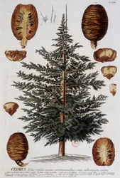 Kasvitieteellinen levy: Cedar. n.d. 1800-luvulla.