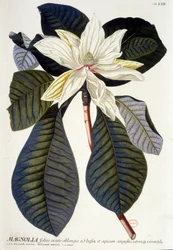 Kasvitieteellinen lauta: Magnolia, kukka ja oksa. n.d. 1800-luvulla.