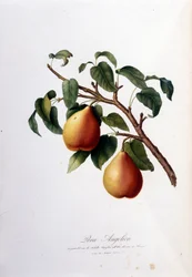 Pera angelicaa edustava kasvitieteellinen taulu. 1820-1822