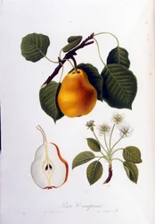 Pera campanaa edustava kasvitieteellinen lauta. 1820-1822.