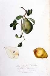 Pera spadonaa edustava kasvitieteellinen lauta. 1820-1822.