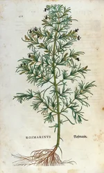 Kasvitieteellinen levy: rosmariini (rosmarinus). Lheonard Fuchsin herbaario, "" Historia Stirpium", Bale