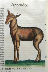 Hirvi (antilooppi?) Historia Animaliumissa, kirjoittanut Conrad Gesner (1516 - 1565), Tiguri