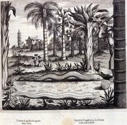 Kobra ja myrkyllinen käärme Intiasta. Athanasius Kircherin (1601 - 1680), jesuiitta, orientalisti ja saksalainen tutkija, "De China Monumenta", Amsterdam 1667.