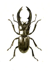 Coleoptera: Hexarthius Buqueti tai Lucanus