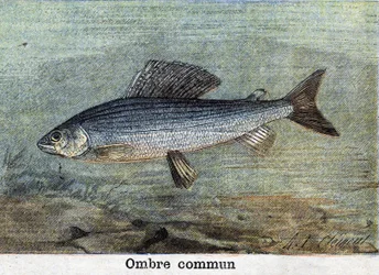 Tavallinen varjo, kaiverrus vuodelta 1898