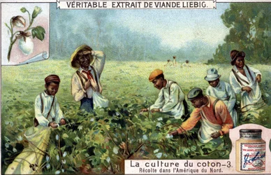 Puuvillan viljely Pohjois-Amerikassa. Liebig-kromolitografia 1800-luvulta