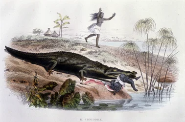 Krokotiili syö pientä lasta - Lacépèden "Histoire Naturelle", toim. Veurne, Pariisi