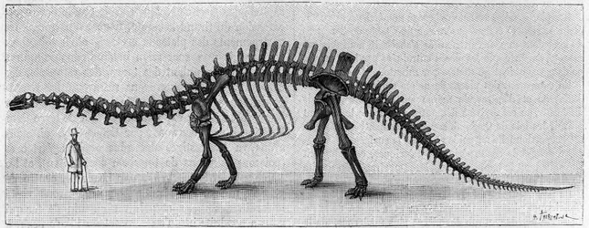 Dinosauruksen luuranko: "" Brontosaurus excelsus", maaliskuu. Kalliovuorten ylempi jura. Jäljennös piirroksesta, jonka herra March toimitti Albert Gaudrylle instituutista. Kaiverrus "" La Nature: revue des sciences et de leurs applications aux