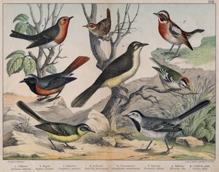 Diverses illustration of birds "History" natural birds". ed. Hoepli, Milano.