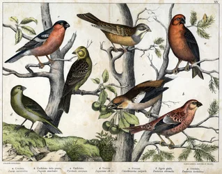 Diverses illustration of birds "History" natural birds". ed. Hoepli, Milano.