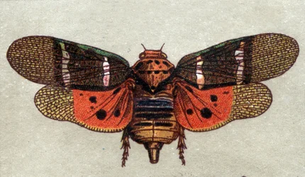 Hyönteistiede: yhdeksänpilkkuisen sirkan kuva, hyönteissarja, 1900-luvun alku (kromo)