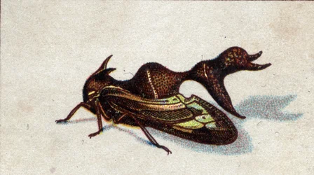 Entomologia: naaraspuolisen purevan heteronootin kuva, hyönteissarja, 1900-luvun alku (kromo)
