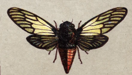 Entomologia: punaisen kurjenmiekka, hyönteissarja, 1900-luvun alku (kromo)