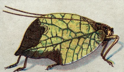 Entomologia: kuva vaeltavasta lehdestä, hyönteissarja, 1900-luvun alku (kromo)