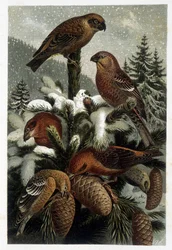 Mäntymetsien härkä ja risteilyt (Bouvreuils) - teoksessa "La vie des animaux", kirjoittanut A. E. Brehm, Torino