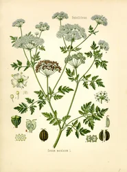 Hemlock (väri litho)