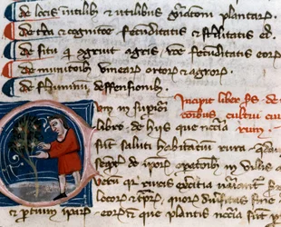 Puutarhanhoito: hedelmien korjuu. Yksityiskohta. Käsikirjoitussivu (MS.s.vi) Pietro de Crescenzin (Crescent Stone tai Crescens Stone) "" Agrarian Treat "" (1233-1320) 1300-luvun Cesena, Biblioteca Malatestiana