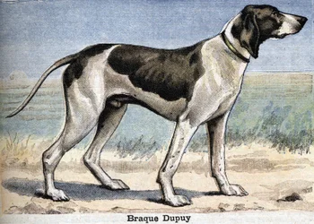 Metsästyskoira: Braque Dupuy