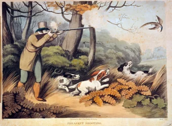 Fasaanien metsästys Englannissa. 1800-luvun kaiverrus. Gien, metsästysmuseo