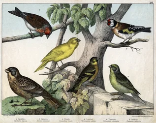 Kuvitus teokseen "Natural History of birds", toim. Hoepli, Milano.