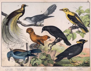 Kuvitus teokseen "Natural History of birds", toim. Hoepli, Milano.