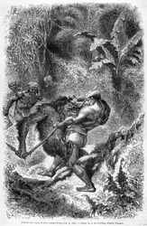 "Le Tour du monde" -lehden 1862 painoksessa julkaistu kuva, joka kuvaa dayakin ja orangoutanin (orang-utan, orang outang, orang-utang) välistä taistelua Borneon saarella. Kaiverrus.