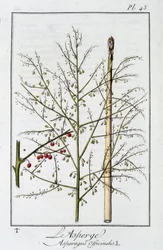 Parsa (Asparagus Officinalis) - julkaisussa "Kasvitieteellinen harjoitus kauppiaiden käyttöön", toimittanut J.C. Philibert, Imprimerie de Crapelet, Paris