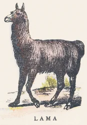 L: laama