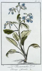 Purasruoho (Borago Officinalis) - teoksessa "Kasvitieteellinen harjoitus kauppiaiden käyttöön", kirjoittanut J.C. Philibert, Imprimerie de Crapelet, Paris