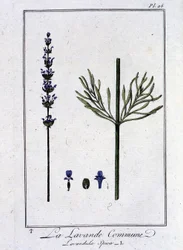 Laventeli (Lavandula Spica) - artikkelissa "Kasvitieteellinen harjoitus kauppiaille", kirjoittanut J.C. Philibert, Imprimerie de Crapelet, Paris