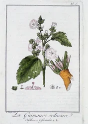 Tavallinen vaahtokarkki (Althaea Officinalis) - julkaisussa "Kasvitieteellinen harjoitus kauppiaiden käyttöön", toimittanut J.C. Philibert, Imprimerie de Crapelet, Paris