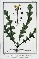 La Roquette des Champs (Bunias Erucago) - teoksessa "Kasvitieteellinen harjoitus kauppiaiden käyttöön", kirjoittanut J.C. Philibert, Imprimerie de Crapelet, Paris