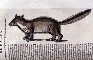 La martre (tai marte) Historia Animalium de Conrad Gesnerissä (1516 - 1565), Tiguri