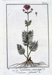 Villi valeriaani - teoksessa "Kasvitieteellinen harjoitus kauppiaille" (J.C. Philibert, imp. Pariisin Crapeletista