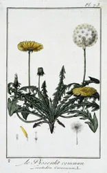 Harvinainen voikukka (Leontodon caraxacum) - kirjassa "Kasvitieteellinen harjoitus kauppiaiden käyttöön", kirjoittanut J.C. Philibert, Imprimerie de Crapelet, Paris