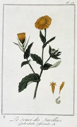 Marigold (Calendula Officinalis) - teoksessa "Kasvitieteellinen harjoitus kauppiaiden käyttöön", kirjoittanut J.C. Philibert, imp. Crapelet, Pariisi