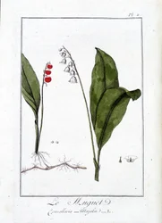 Sammas (Convallaria Majalis) - teoksessa "Kasvitieteellinen harjoitus kauppiaiden käyttöön", kirjoittanut J.C. Philibert, Imprimerie de Crapelet, Paris