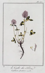 Le Clover des Meadows (Trifolium pratense) - julkaisussa "Kasvitieteellinen harjoitus kauppiaiden käyttöön", toimittanut J.C. Philibert, Imprimerie de Crapelet, Paris